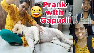 Prank with Labrador dog Shy 😂 | Play games with my labrador dog | SourShy.