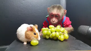 Baby Monkey Gluttony Guinea Fear ASMR
