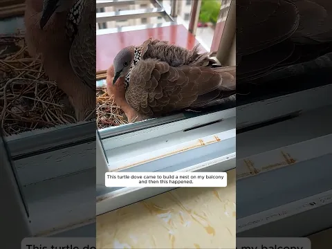 This turtle dove came to build a nest on my balcony and then this happened.