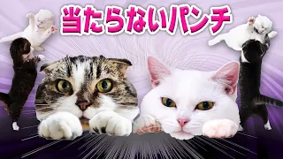 ぜんぜん当たらなくて笑うしかない短足猫のパンチ！　The fights between short-legged cats never hit each other.