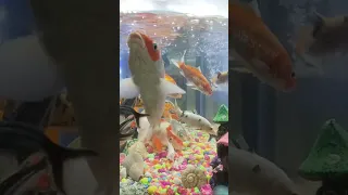 Aquarium live, 11th Live, ep11💖/live fish