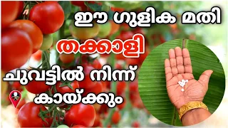 തക്കാളി 100 ഇരട്ടി വിളവിന് ഗുളിക കൊണ്ടൊരു സൂത്രം | thakkali krishi | tomato cultivation malayalam