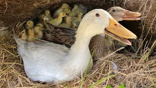 New 60Duckling Hatching Eggs With Two Duck Mum _ Pekin Duck Hatching From Eggs