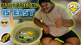 Molly fish breeding setup 🐠 | தமிழ் | How to breed Molly fish 💖🐠 | Molly breeding⚡| #jeelanivlogger