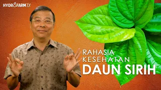 Rahasia Kesehatan DAUN SIRIH