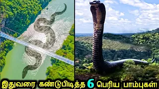 இதுவரை கண்டுபிடிக்கபட்ட உலகின் மிகப்பெரிய 6 மர்மமான பாம்புகள்! |Mysterious Snakes & Strangest Things