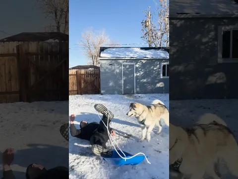 Dog sled fail? #dogsofyoutube #funnyanimals