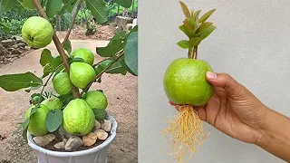 Grow guava trees from guava | grow big guava at home