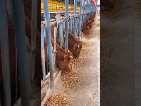 Amazing Cow Farming 😍 #america #cow