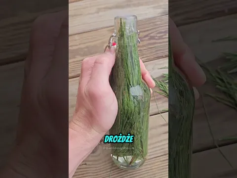 Dlaczego ludzie wkładają igły sosny do butelki? 😲