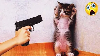 Try Not To Laugh 🍂 Funniest Cats & Dogs 😻 Funny Animals