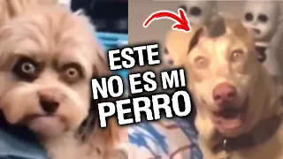 15 videos de mascotas haciendo cosas extrañas