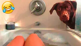 Funniest Cats And Dogs videos 2022  - Funny Animal Videos 😃