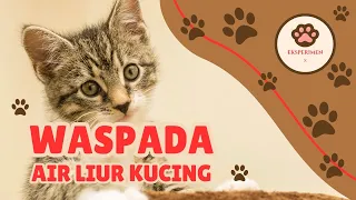 ADA APA DI DALAM AIR LIUR KUCING ❓begini faktanya..