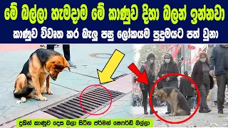 මේ බල්ලා හැමදාම මේ කාණුව දිහා බලන් ඉන්නවා - කාණුව විවෘත කර බලු පසු දුටු දෙයින් ලොවම පුදුමයට පත් වුණා