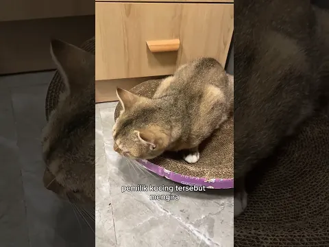 Kisah Sedih Kucing Terlantar Bikin Nangis 😭