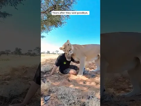 A kind-hearted man found an abandoned lion cub and nurtured it #shorts