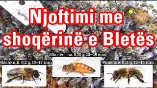 🔴Episodi 4: Njoftimi me shoqërinë e Bletës [ Bletaria Shqip ]