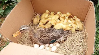 Amazing Pekin 25New Duckling Hatching From Eggs / New Baby Duck after Born #short #cute #shorts