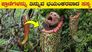 How Carnivorous Plants Started eating animals | Man eating Plants | Dangerous Plants | VismayaVani