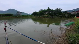 khi nhiệt độ duy trì ổn định. Vào thời điểm này, thời gian kiếm ăn của cá trắm dài hơn.