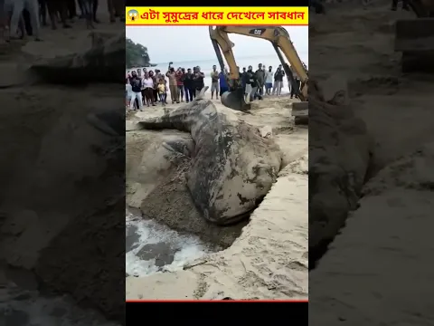 😱 সুমুদ্রের ধারে এই জিনিসগুলো দেখলে সাবধান হয়ে যান | Helping A Whale Shark Bangla