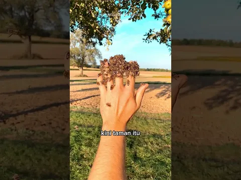 Sarang Lebah Ajaib🐝