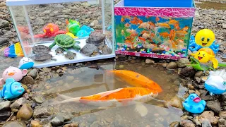 Find lots of ornamental fish, betta fish, real lobsters, turtles, koi fish, goldfish, sharks, whales