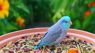 PARROT TV Nature Sounds 🌺 Foraging Parrotlet for Budgies, Forpus, Lovebirds 