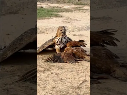 The power of Hawk Eagle hunt a big bird 🦅🦅#like #shorts #shortvideo #youtubeshorts #comment #short