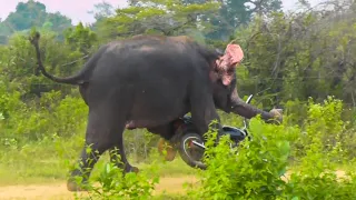 Furious elephant tramples parked motorcycle after get save by wildlife officers