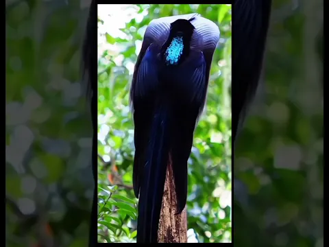 Which one was more beautiful? 🐦😍 Comment below! 👇#Birds #Nature#Wildlife #BirdLovers #BeautifulBirds