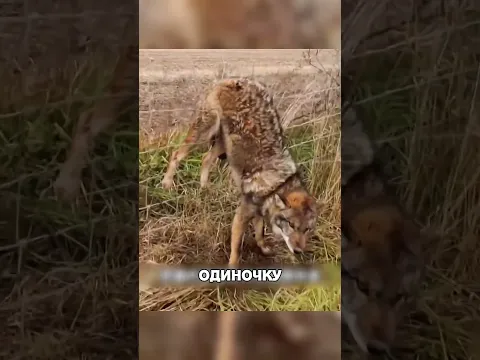 Парень не бросил волка даже ПОСЛЕ нападения😰🔥🐺