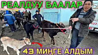 43 МИҢ СОМГО СҮТ ЭМ ТОРПОК АДДЫМ 🤯#малбазар2025 