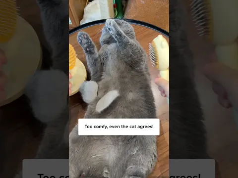Brush Your 🐱 Comfortably!