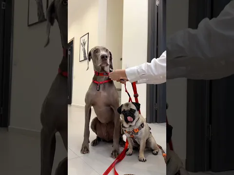 ОСКАР И ДЖОНИ РАЗВЕЛИ ЛЕРУ НА @staya_dog 😏
