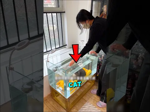 This Cat Wants To Be INSIDE The Aquarium #usa