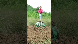 Survival Skills: SMART idea and USEFUL with watermelon grow #outdoors #survival #bushcraft