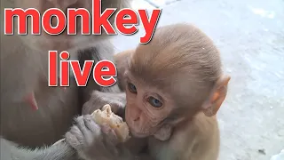 cute monkey baby and mumma
