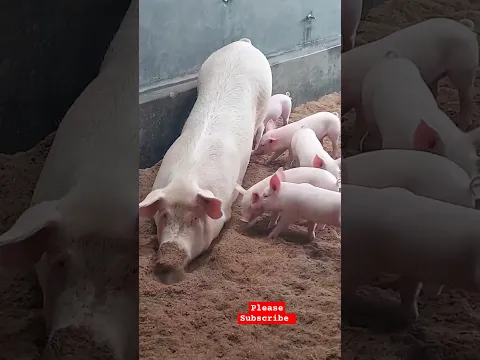 Cleanliness is Key in Pig Farm Business! Healthy Pigs, Happy Farmer 😊 #shorts #farming #piggery
