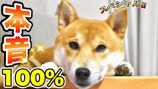 実は○○だった！柴犬こむぎが質問にお答え致します！！【あるじのステップ】