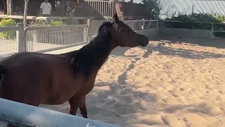 مهره سوبر من انتاج الفحل سايك عجمان🐎❤️ #horse #خيل #pets #animalstory 