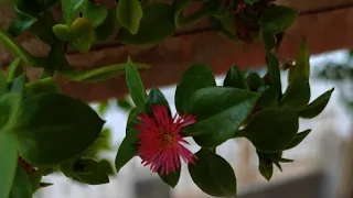 سلام عليكم ورحمة الله وبركاته