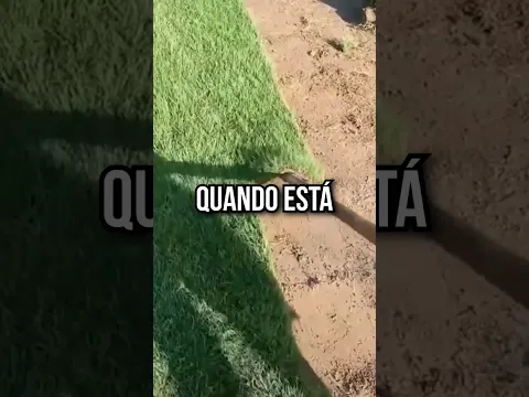Curiosidades aleatórias que você não sabia! #shorts