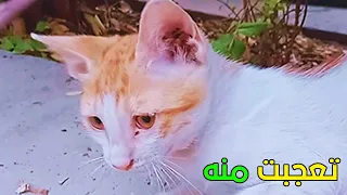 تصرف غير متوقع من القطة بندق لفت انتباهي