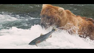 Alaska, the Poetry of July 阿拉斯加，七月的诗意