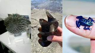 Tuyệt đối hãy CẢNH GIÁC với những SINH VẬT này