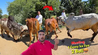 Gir Cow Meeting🐂😡1 Gaay ke liye 2 Gir Bull Bheem Vs Arjun Bull🥹