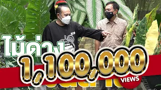 ไม้ด่าง เงินล้าน - สูงเตี้ยเรี่ยดิน EP.89 (2/2)
