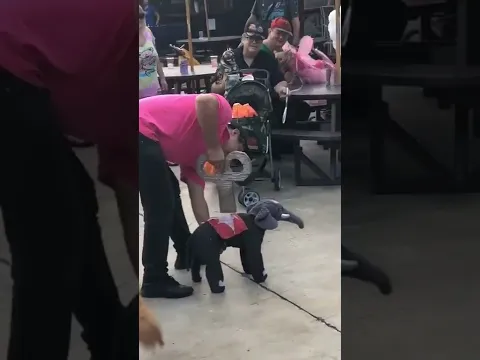 Dog in Elephant Costume Acts like Wind Up Toy